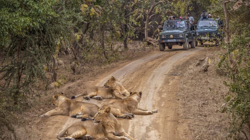 Gir Jungle Trail