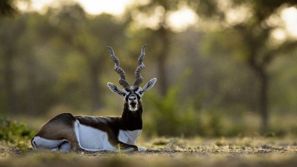 3,000 Blackbuck on 34 Square Kilometres