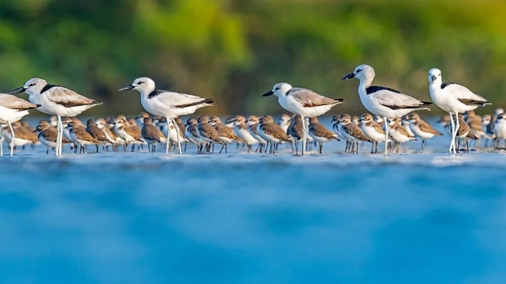 Birdwatching at Marine National Park — 200+ Species