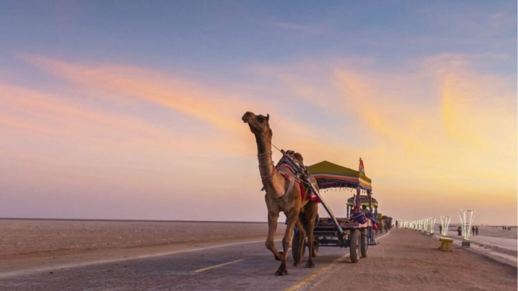 Camel and Horse Safari Options