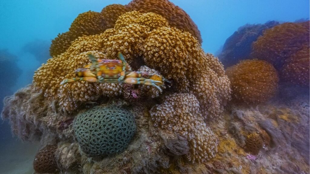 Marine National Park, Jamnagar