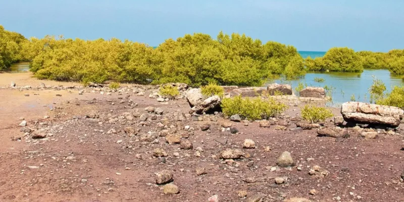 Marine National Park, Jamnagar: Complete Guide to India's First Marine Park - Walk on Living Coral Reefs at Low Tide
