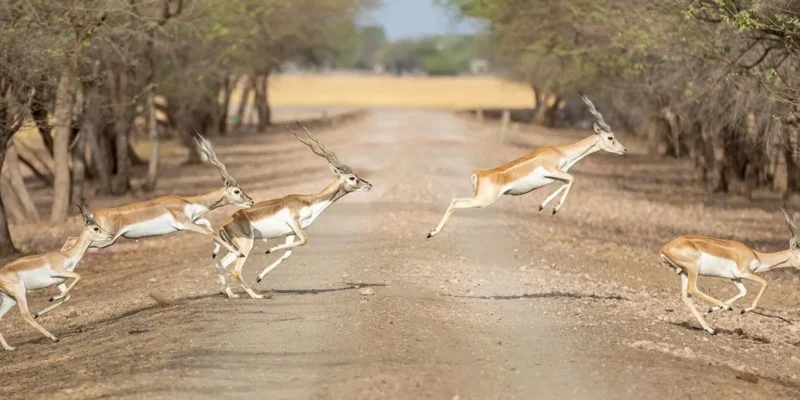 Velavadar Blackbuck National Park, Bhavnagar: Complete Wildlife Guide to Gujarat's Golden Grassland