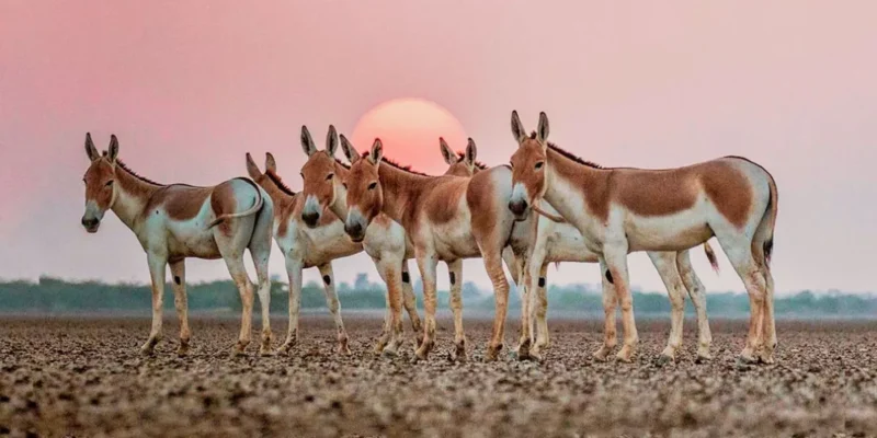 Wild Ass Sanctuary, Surendranagar