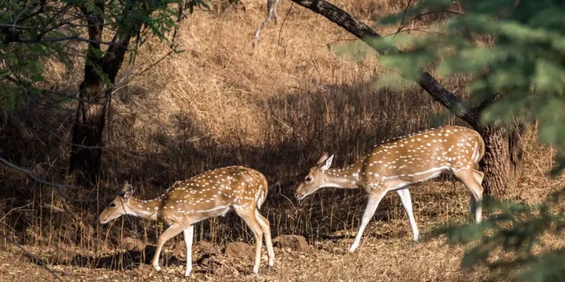 Barda Hills Wildlife Sanctuary