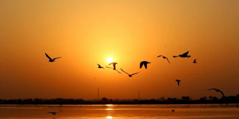 Nalsarovar Bird Sanctuary