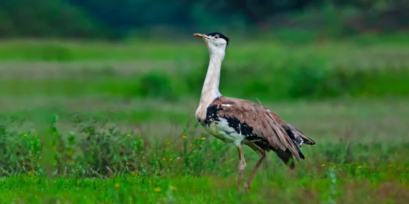 The Great Indian Bustard Sanctuary,Kutch